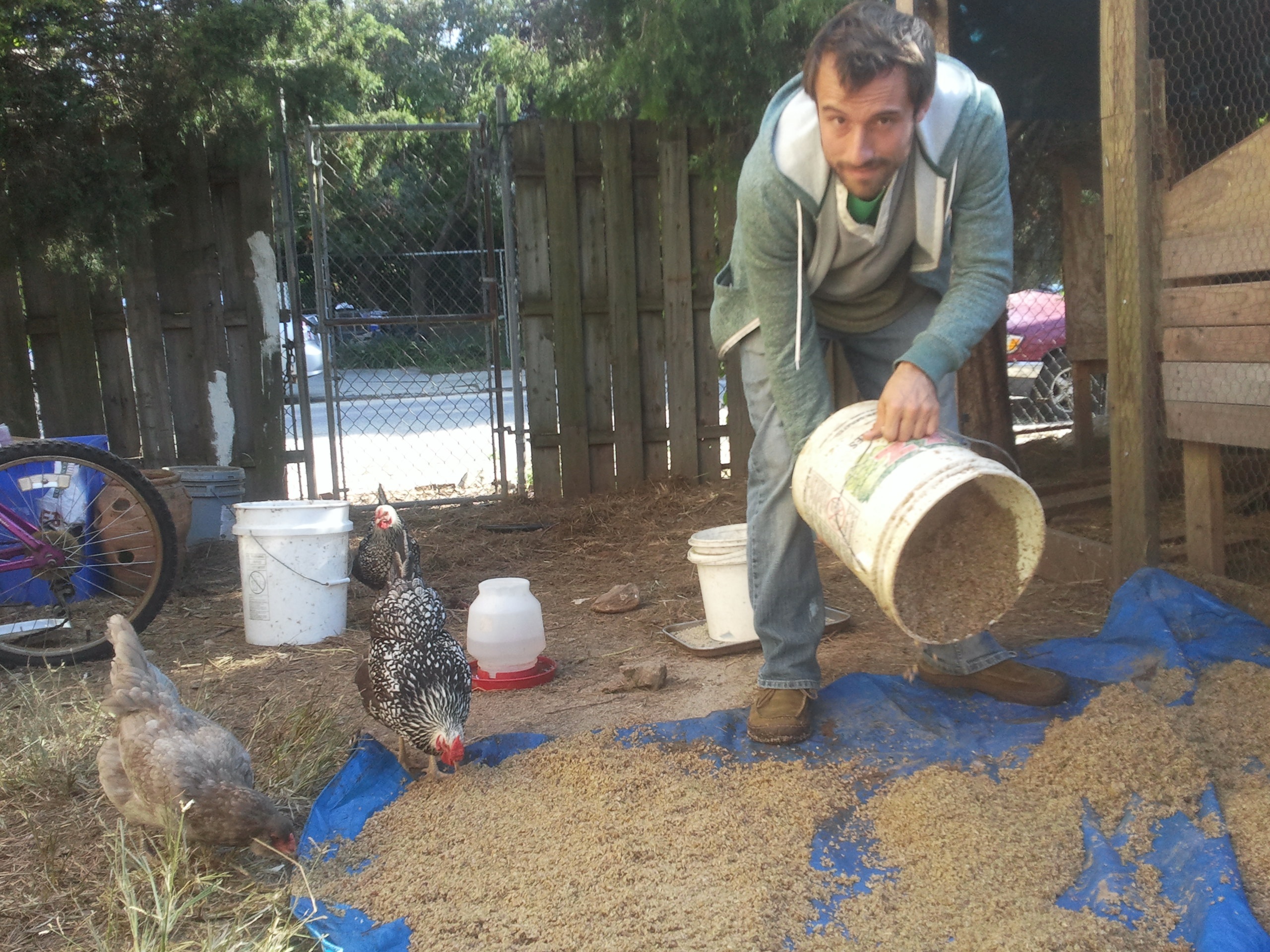 Everyday Sustainability: Backyard Chickens, Composting and Sustainability